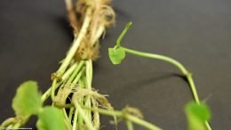 Brazilian Pennywort Growth