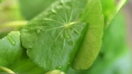 Brazilian Pennywort Leaves: Veins Radiate From Center