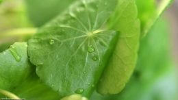 Brazilian Pennywort Leaves: Veins Radiate From Center