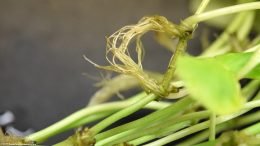 Brazilian Pennywort Propagation