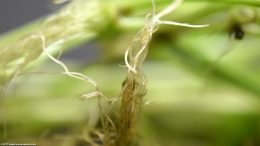 Brazilian Pennywort Root Growth