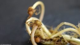 Brazilian Pennywort Roots