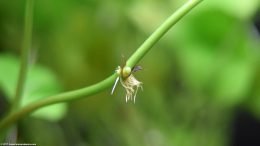 Brazilian Pennywort Roots And Propagation