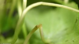 Brazilian Pennywort Stems, Upclose