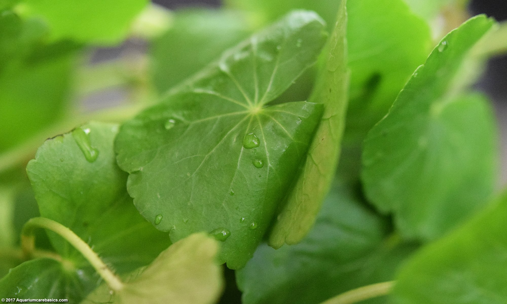 Brazilian Pennywort Leaves, Upclose