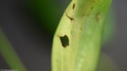 Brazilian Sword Leaf Damage