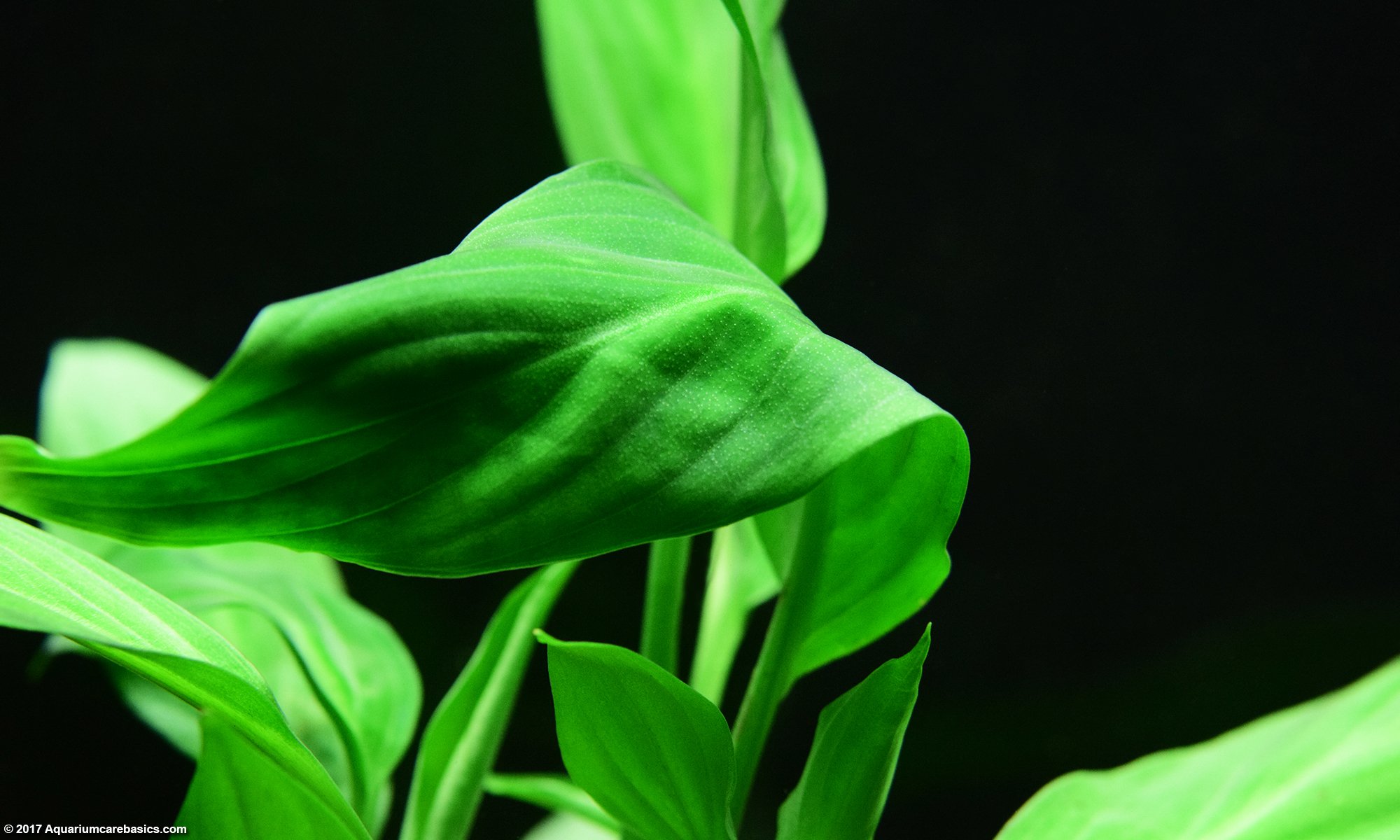 Brazilian Sword Plant Leaf Unfolding Gently