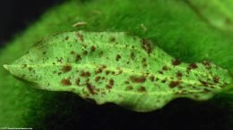 Brown Algae Spots On Amazon Sword