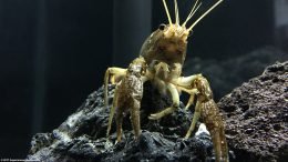 Brown Freshwater Crayfish On Lava Rock
