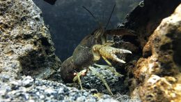 Brown Aquarium Crayfish With Eggs