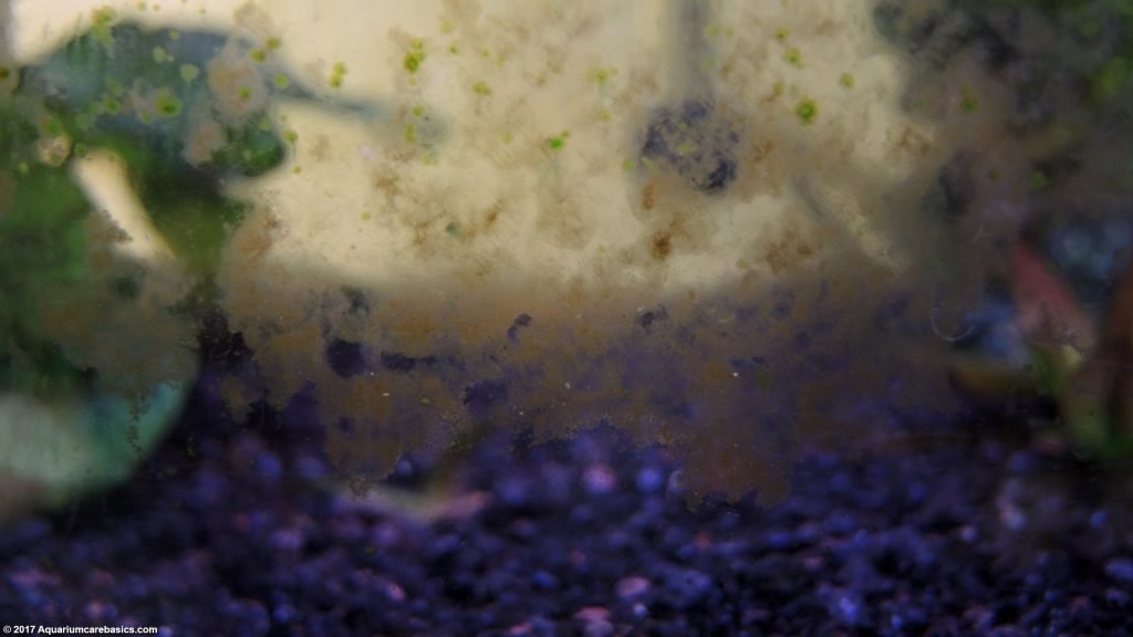 Aquarium Algae Buildup In A Freshwater Tank Video