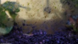 Brown And Green Spot Algae On Aquarium Glass