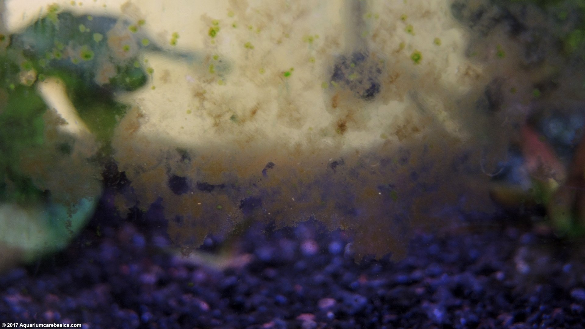 Aquarium Algae Buildup In A Freshwater Tank - Brown Green Spot Algae Aquarium Glass