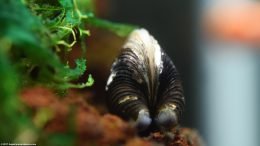 Brown Shell Freshwater Clam Opening In Tank