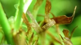 Brown Water Sprite Leaves