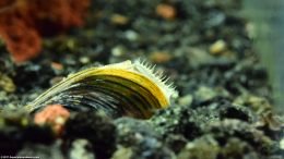 Buried Freshwater Clam Feeding In Aquarium Water