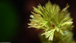 Cabomba Leaves Closeup In A Freshwater Tank