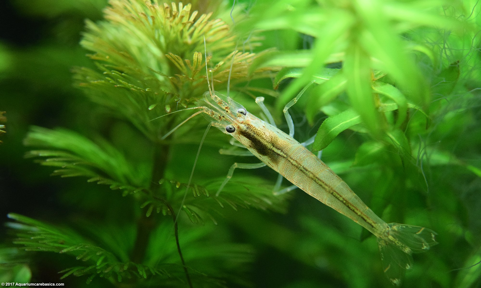 Cabomba Plant With Amano Shrimp