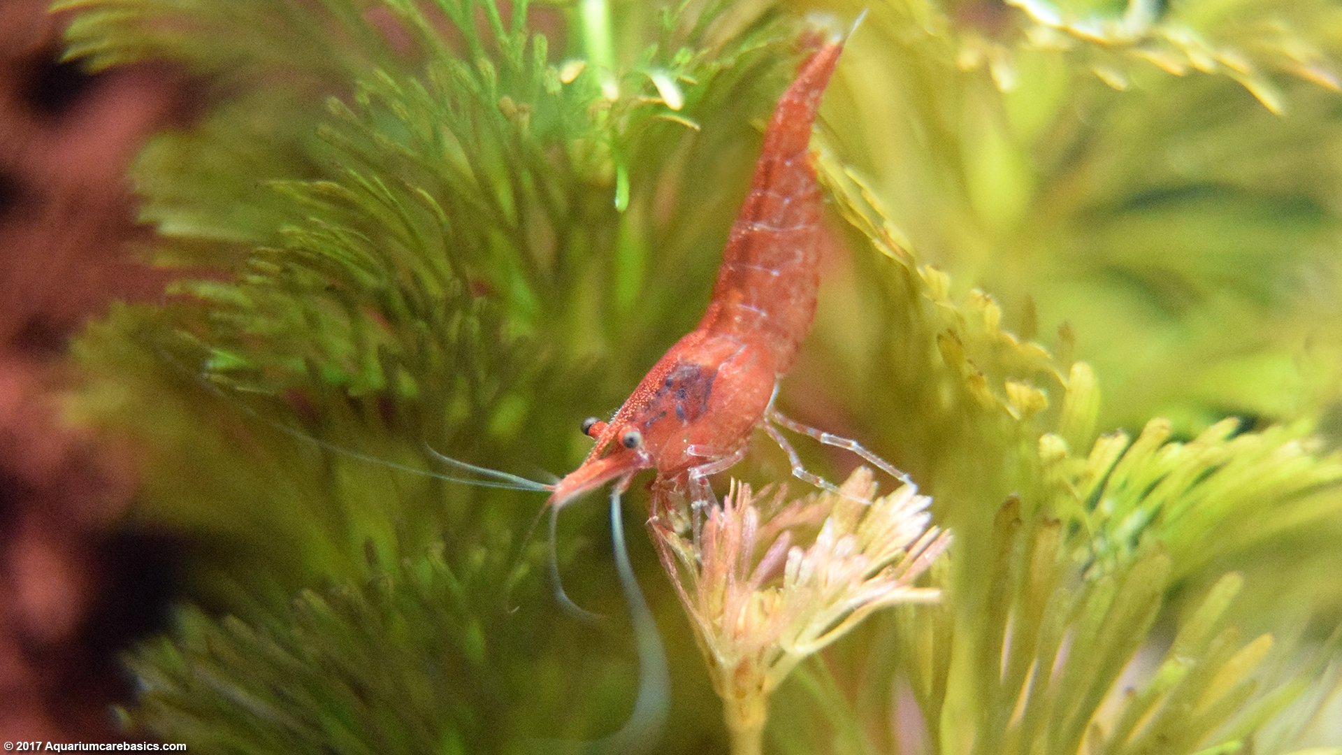 cherry shrimp filter