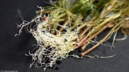 Cabomba Plant Roots, Fine And Upclose