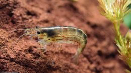 Caridina Japonica In A Freshwater Aquarium