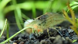 Caridina Multidentata In A Freshwater Aquarium