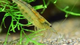 Caridina Multidentata On Aquarium Plants