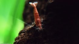 Cherry Shrimp In A Freshwater Aquarium