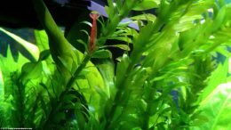 Red Cherry Shrimp Planted Aquarium