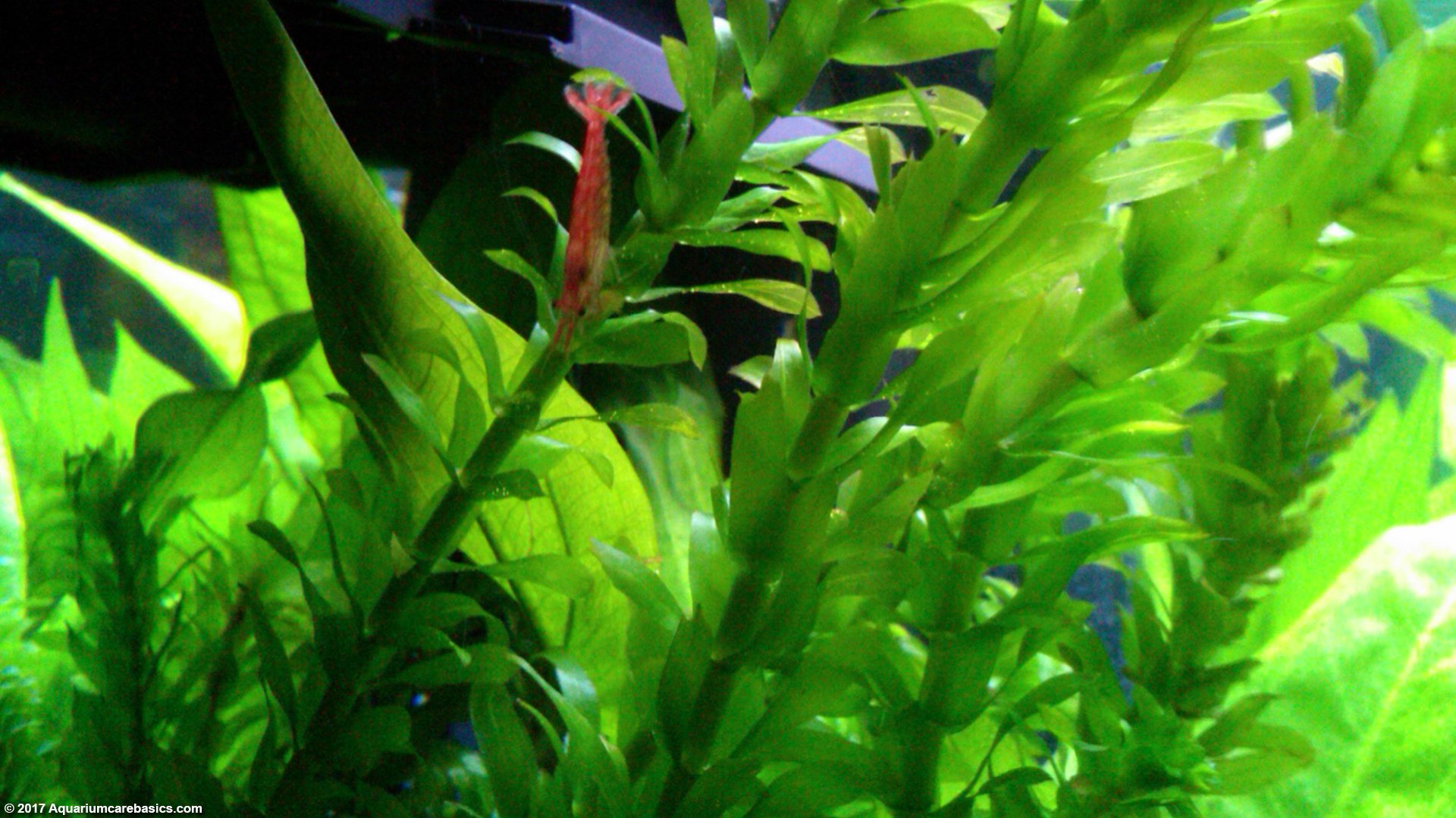 6 Species Easy Live Aquarium Plants Package - Anacharis,  and more! 