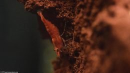 Neocaridina heteropoda Tank Including A Laval Rock