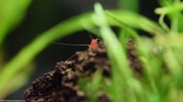 Neocaridina heteropoda Tank Setup