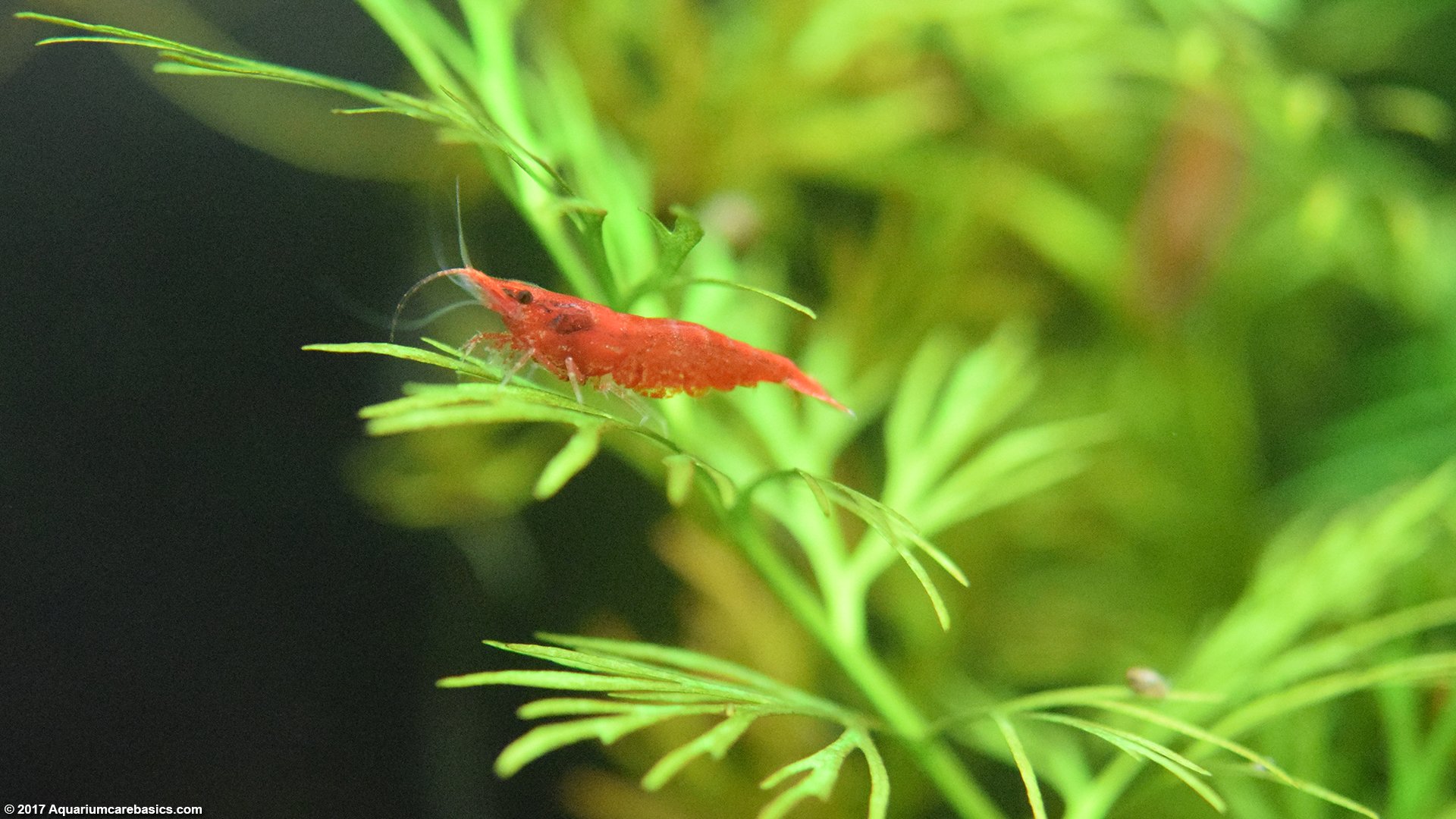 cherry shrimp cold water fish