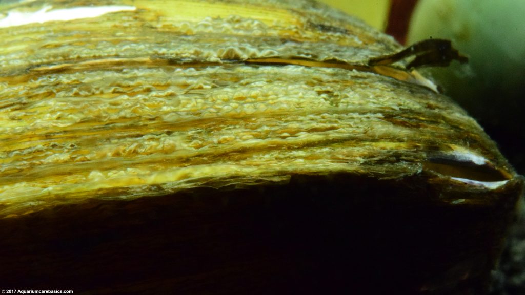 Freshwater Clams Care, Food, Size, Lifespan & Tankmates Video