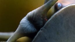 Closed Mouth, Eye And Tentacles Closeup on A Mystery Snail