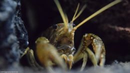 Closeup Of An Aquarium Crayfish In A Freshwater Tank