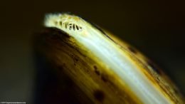 Closeup Of Asian Gold Clam Siphon