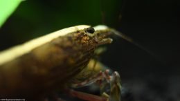 Closeup Of Bamboo Shrimp Eye