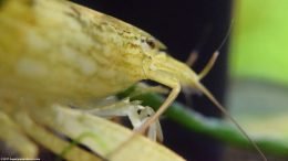 Closeup Of Bamboo Shrimp Head