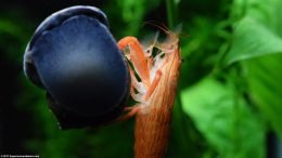 Closeup Bamboo Shrimp And Mystery Snail