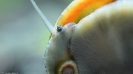 Closeup Of Black Racer Nerite Snail Eye