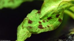 Closeup Of Brown Algae On Amazon Sword