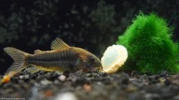 Closeup Of Cory Catfish Near Moss Ball