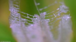 Closeup Of Dying Amazon Sword Leaf