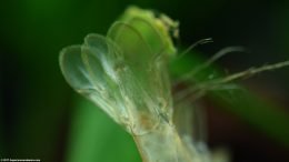 Empty Tail Shell After Molting