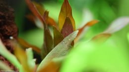 Ludwigia Peruensis Leaves, Upclose