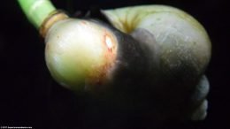 Closeup Of Mystery Snail On A Dwarf Onion Plant