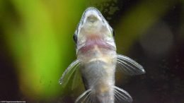 Closeup Of Otocinclus Catfish On Aquarium Glass