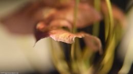 Closeup Pink Aquarium Plant Leaf Edge