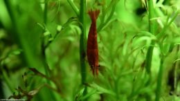Closeup Red Cherry Shrimp On A Water Sprite